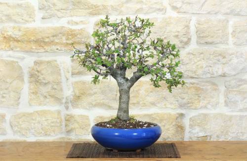 1 - Bonsai di Prugnolo (36)
