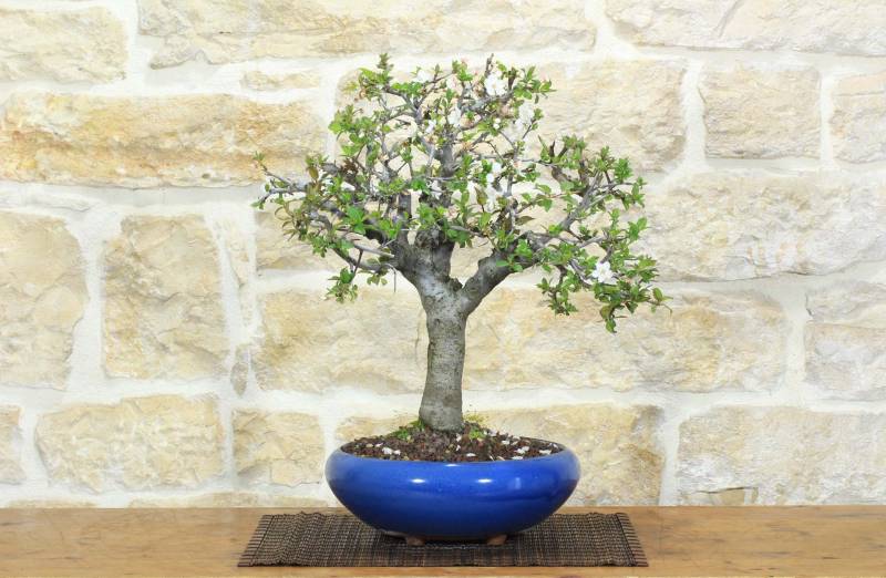 1 - Bonsai di Prugnolo (36)