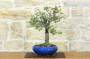 2 - Bonsai di Prugnolo (36)