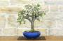 3 - Bonsai di Prugnolo (36)
