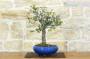 4 - Bonsai di Prugnolo (36)
