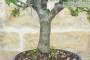 5 - Bonsai di Prugnolo (36)