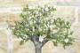 6 - Bonsai di Prugnolo (36)