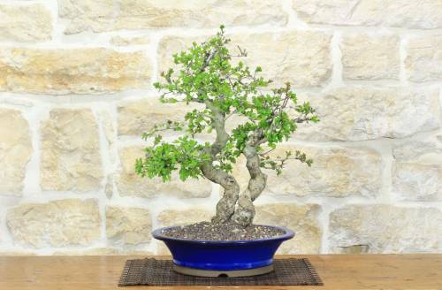 1 - Bonsai di Biancospino (34)