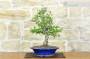 2 - Bonsai di Biancospino (34)