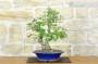 3 - Bonsai di Biancospino (34)