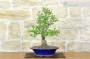 4 - Bonsai di Biancospino (34)
