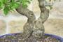 5 - Bonsai di Biancospino (34)