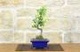 1 - Bonsai di Cotogno giapponese a fiore bianco-giallo (25)