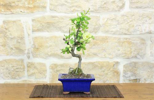1 - Bonsai di Cotogno giapponese a fiore bianco-giallo (25)