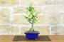 2 - Bonsai di Cotogno giapponese a fiore bianco-giallo (25)