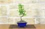 3 - Bonsai di Cotogno giapponese a fiore bianco-giallo (25)