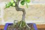 5 - Bonsai di Cotogno giapponese a fiore bianco-giallo (25)