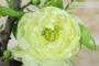 7 - Bonsai di Cotogno giapponese a fiore bianco-giallo (25)