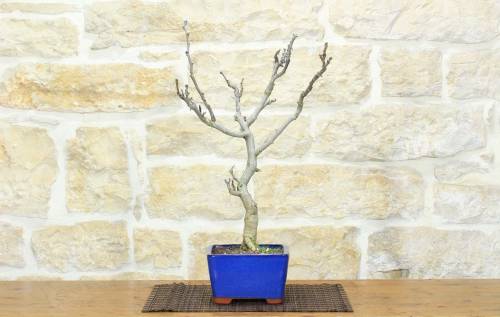 1 - Bonsai di Glicine Giapponese (25).
