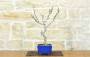 1 - Bonsai di Glicine Giapponese (25).