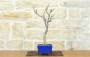 2 - Bonsai di Glicine Giapponese (25).
