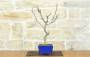 3 - Bonsai di Glicine Giapponese (25).