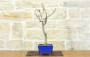 4 - Bonsai di Glicine Giapponese (25).