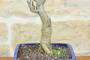 5 - Bonsai di Glicine Giapponese (25).