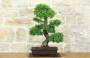 Bonsai di Zelkova Parvifolia (9).