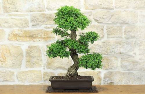 Bonsai di Zelkova Parvifolia (9).