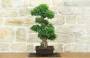 5 - Bonsai di Zelkova Parvifolia (9).