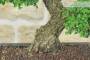 6 - Bonsai di Zelkova Parvifolia (9).