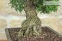 8 - Bonsai di Zelkova Parvifolia (9).