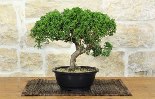 1 - Prebonsai di Ginepro Kishu (14)