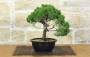 2 - Prebonsai di Ginepro Kishu (14)