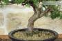 5 - Prebonsai di Ginepro Kishu (14)