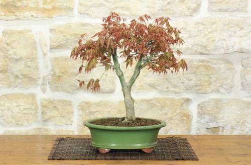 1 - Bonsai di Acero Palmato (62)
