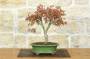 1 - Bonsai di Acero Palmato (62)