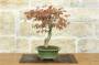 2 - Bonsai di Acero Palmato (62)