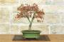 3 - Bonsai di Acero Palmato (62)