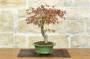 4 - Bonsai di Acero Palmato (62)