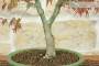 5 - Bonsai di Acero Palmato (62)