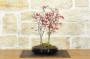 1 - Bonsai di Acero Palmato Beni-Maiko (1)