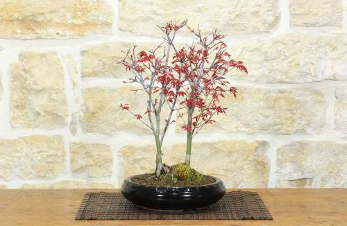 1 - Bonsai di Acero Palmato Beni-Maiko (1)