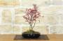 2 - Bonsai di Acero Palmato Beni-Maiko (1)