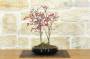 3 - Bonsai di Acero Palmato Beni-Maiko (1)