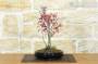 4 - Bonsai di Acero Palmato Beni-Maiko (1)