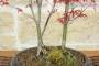 5 - Bonsai di Acero Palmato Beni-Maiko (1)
