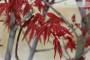 8 - Bonsai di Acero Palmato Beni-Maiko (1)