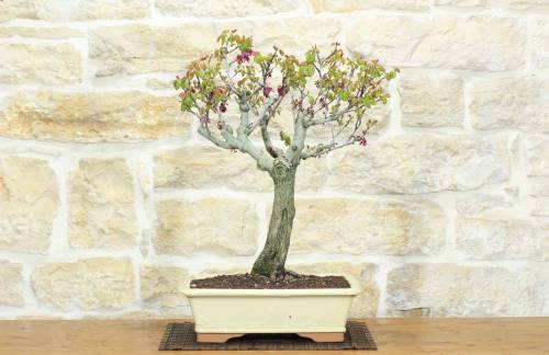1 - Bonsai di Cercis - Albero di Giuda (75)