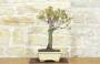 2 - Bonsai di Cercis - Albero di Giuda (75)