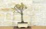 4 - Bonsai di Cercis - Albero di Giuda (75)