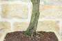 5 - Bonsai di Cercis - Albero di Giuda (75)