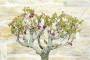 6 - Bonsai di Cercis - Albero di Giuda (75)